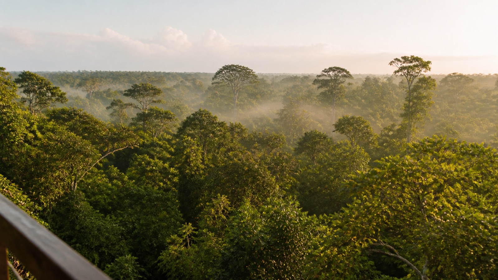 Unbroken rainforest canopy stretching to the horizon under low morning mist