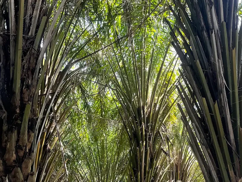 Tall bamboo arches above a shaded earthen path.