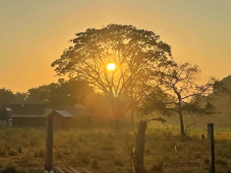 Golden sunlight passes through the branches of a large savanna tree.